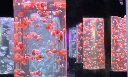Tiger Beach Ocean Park-dalian